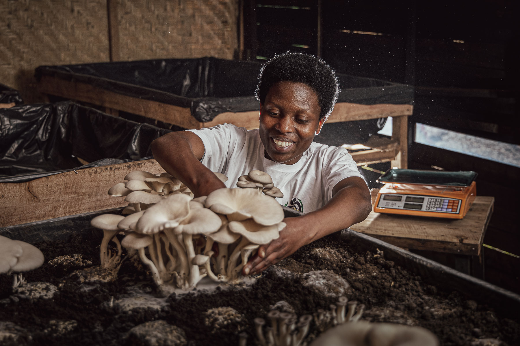 Oyster Mushrooms